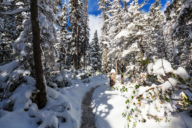 bosque de invierno