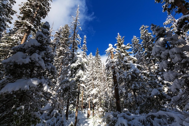 bosque de invierno