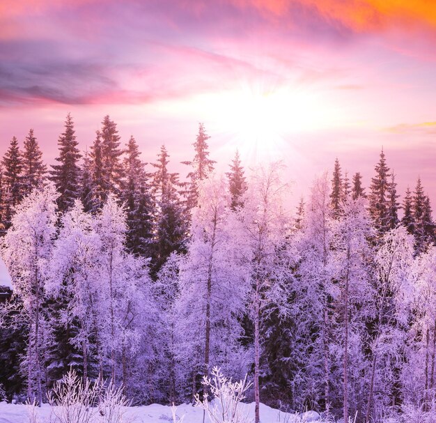 bosque de invierno