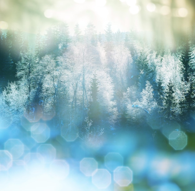 bosque de invierno