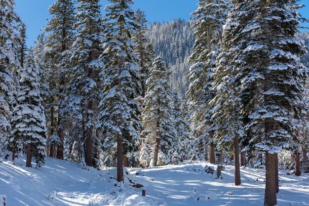 bosque de invierno