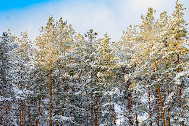 bosque de invierno