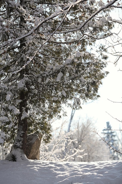 bosque de invierno