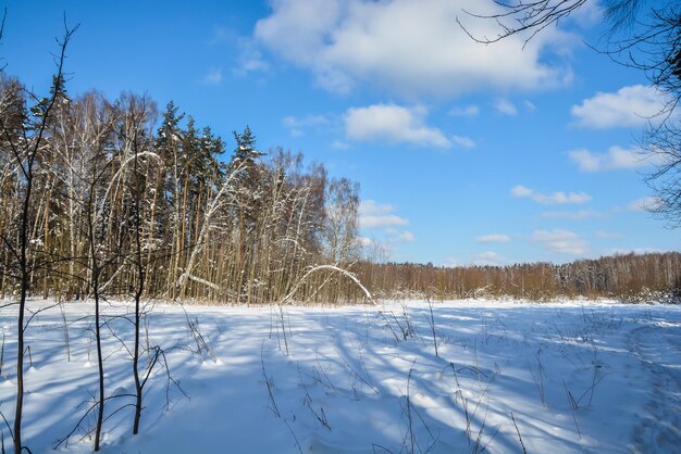 bosque de invierno