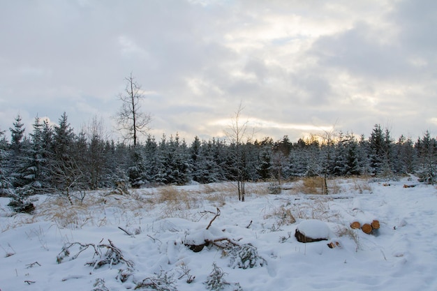 Bosque en invierno