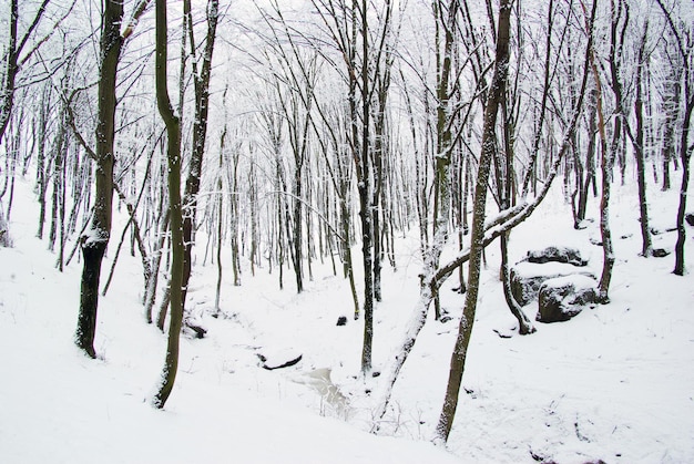 bosque de invierno