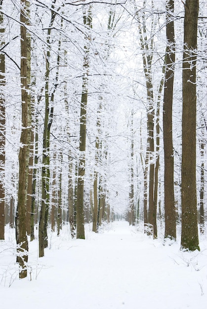 bosque de invierno