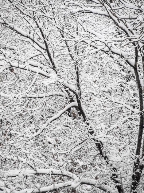 bosque de invierno