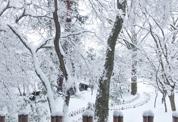 Bosque japonés del jardín de la nieve en la estación del invierno.