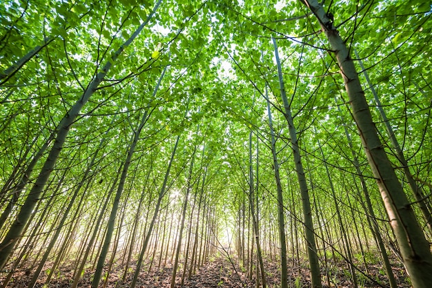 Bosque joven con hojas de color verde brillante, paisaje de verano