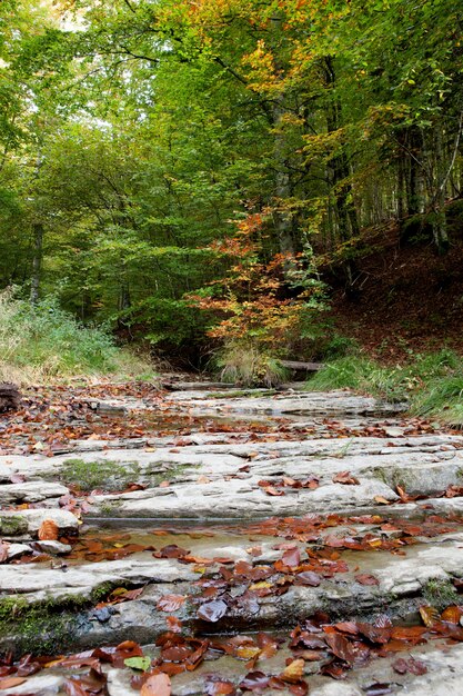 Bosque junto al río en otoño