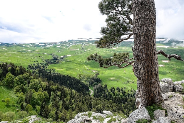 Un bosque junto a las rocas con vistas a los prados alpinos La meseta de LagoNaki en Adygea Rusia 2021