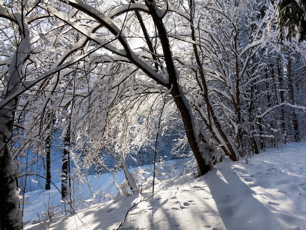 Bosque de ladera cubierto de nieve en un día soleado de invierno