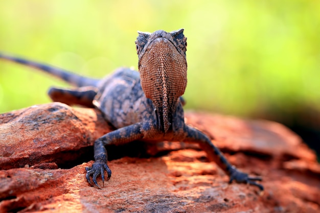 bosque lagarto dragón en la rama de madera