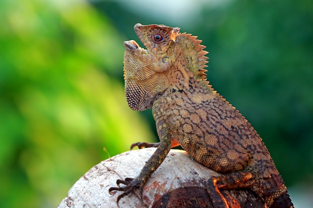 Foto bosque lagarto dragón en la rama de madera