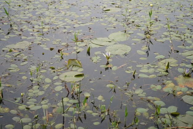 bosque con un lago en el medio y algo de vitoria regia en él