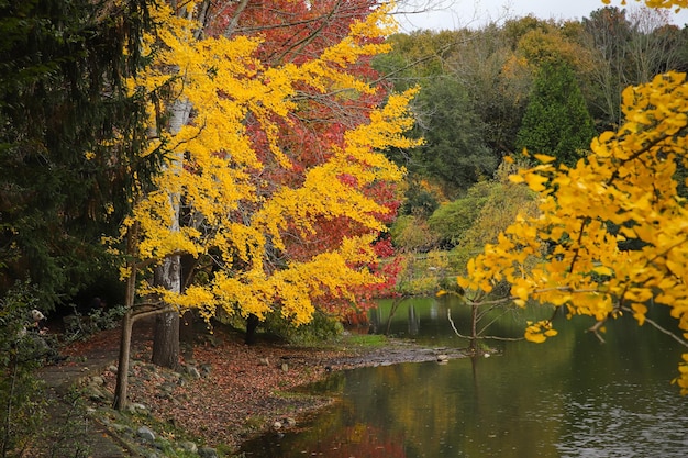 Bosque y lago durante el otoño