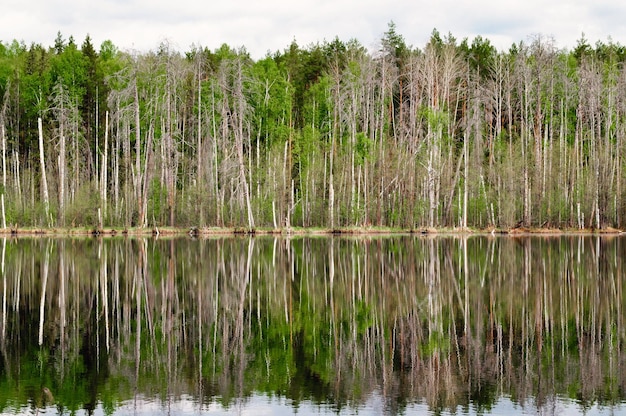 Bosque en el lago y su reflejo en el agua.