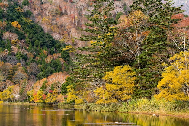 Bosque y lago de la temporada de otoño