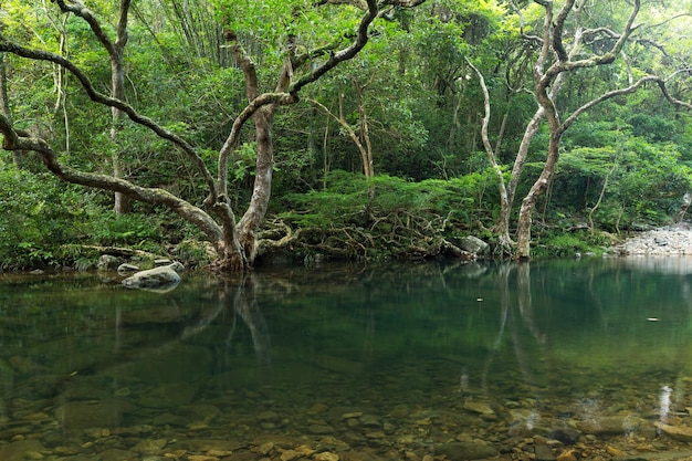 bosque y lago