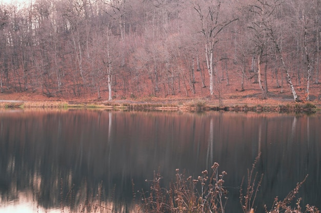 bosque en el lago