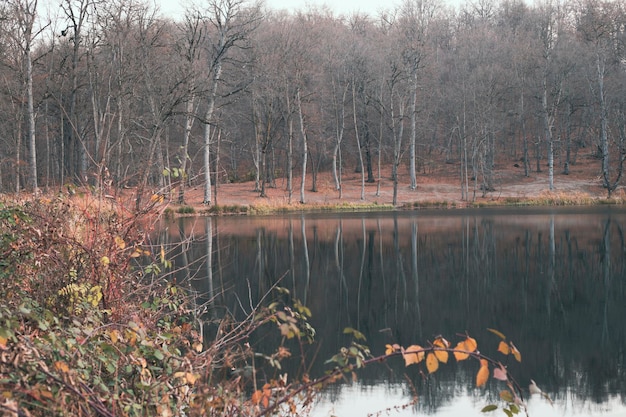 bosque en el lago