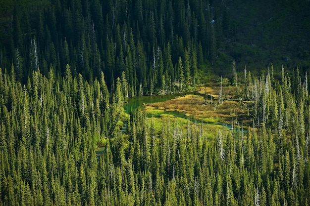 Bosque y lagos de Montana