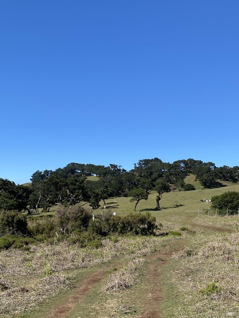 Bosque de laurisilva de Madeira día sol brillante pradera verde