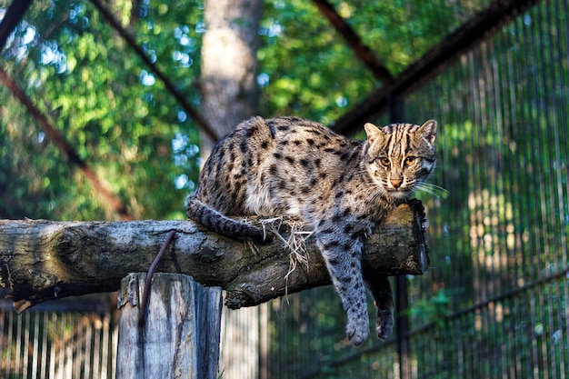 Bosque del este lejano gato en el zoológico