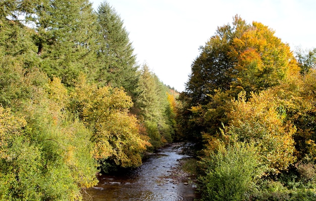 Bosque lleno de colores haya