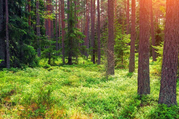 bosque lluvioso en la mañana