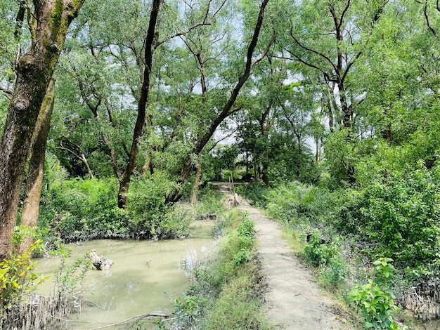 Foto el bosque lluvioso de manglares en el hermoso sundorban