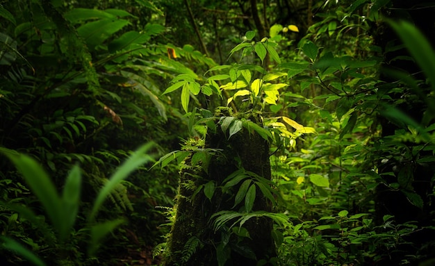 Bosque lluvioso panorámico en américa central