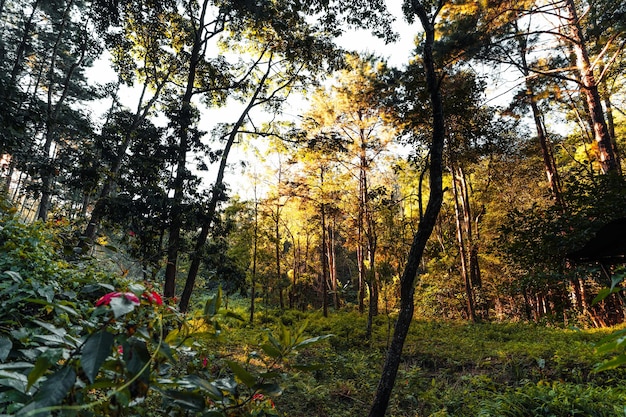 Bosque en la luz de la mañana y niebla en los árboles, bosque verde