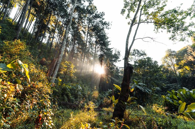 Bosque en la luz de la mañana y niebla en los árboles, bosque verde