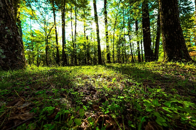 Bosque con luz solar