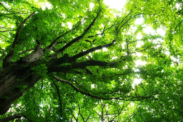 Bosque con luz solar