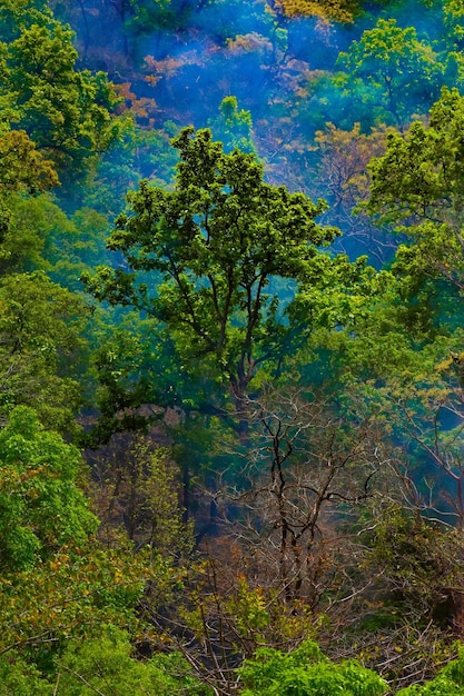 Foto bosque de la madre naturaleza.