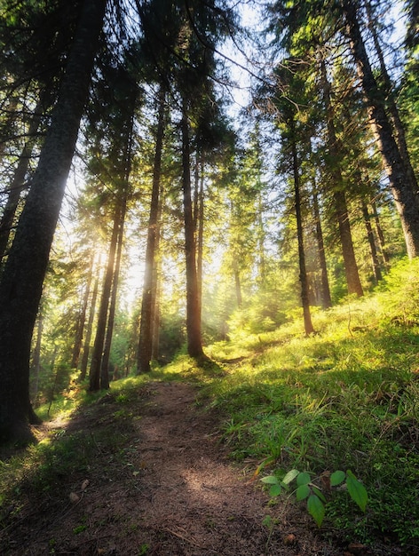 Bosque mágico al pie de la montaña por la mañana Hermoso paisaje de montaña con bosque de coníferas otoñales con árboles altos, luz solar brillante y un camino