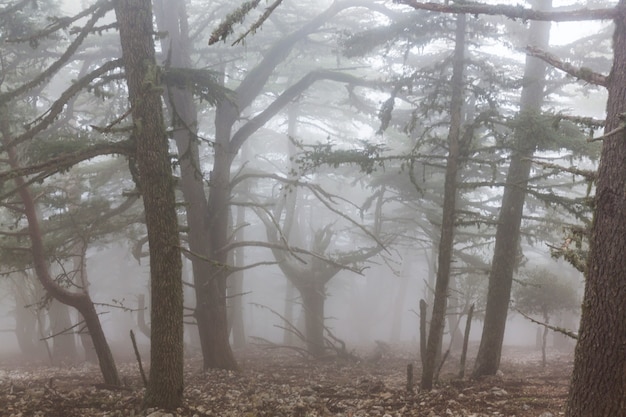 Bosque mágico brumoso