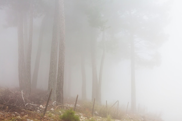 Bosque mágico brumoso