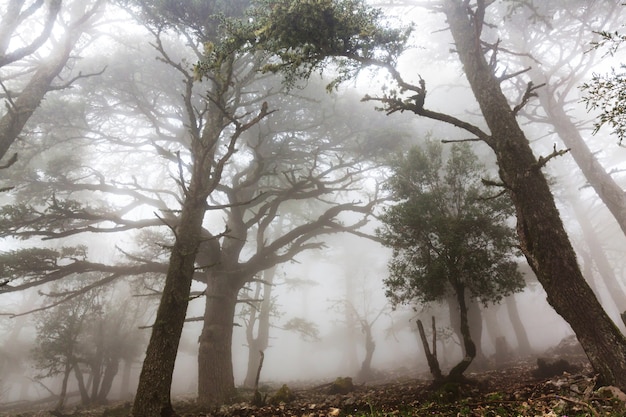 Foto bosque mágico brumoso