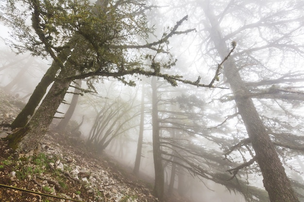 Bosque mágico brumoso