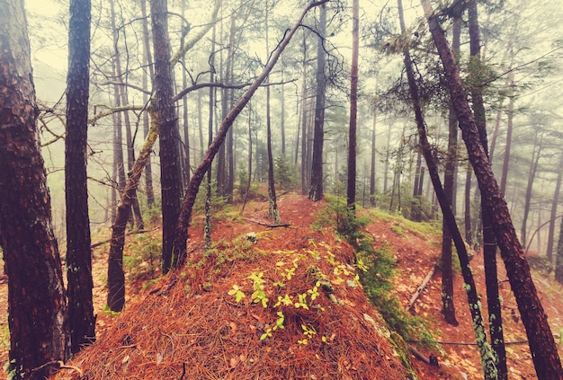 Bosque mágico brumoso