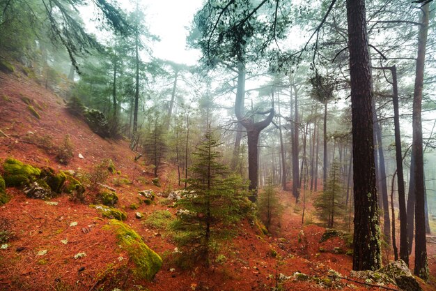 Bosque mágico brumoso