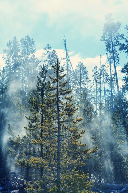 Bosque mágico de brumoso