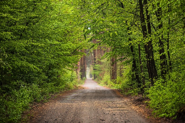 Bosque de mal humor oscuro