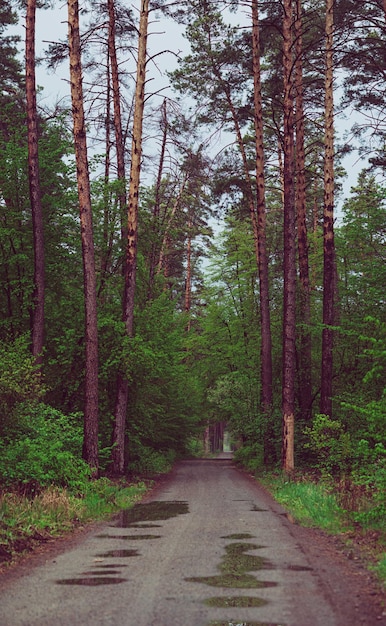 Bosque de mal humor oscuro