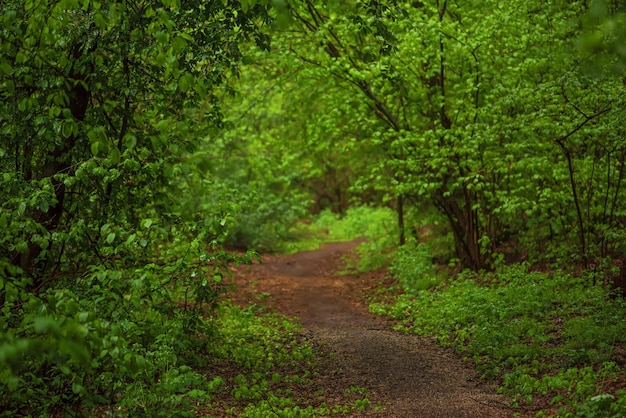 Bosque de mal humor oscuro