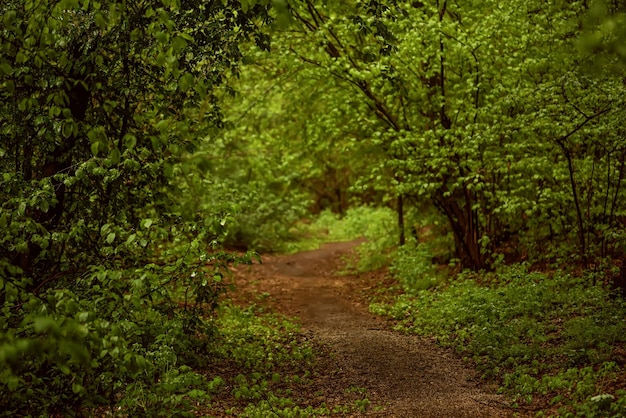 Bosque de mal humor oscuro